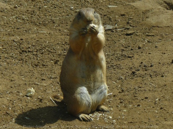 Photo de Chien de prairie