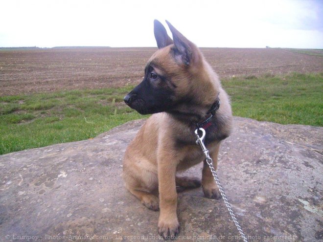 Photo de Berger belge malinois