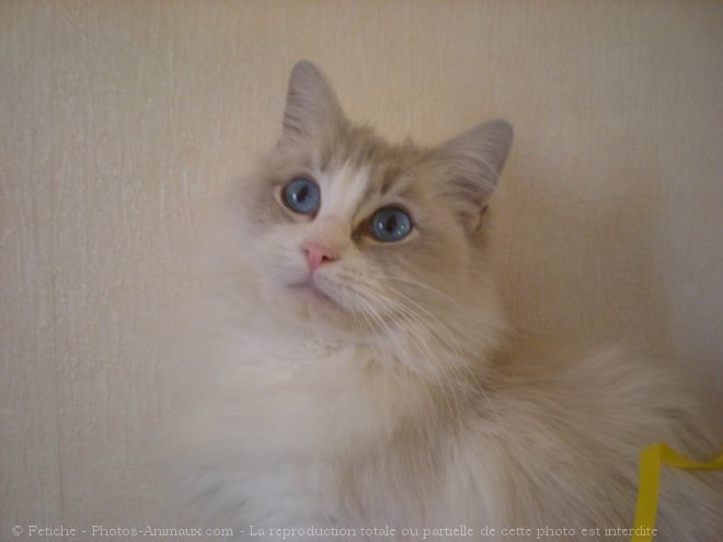 Photo de Ragdoll