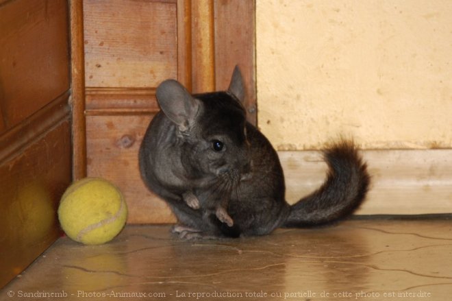 Photo de Chinchilla