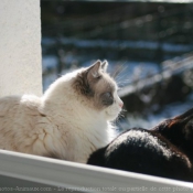 Photo de Ragdoll