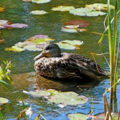 Photo de Canard