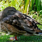 Photo de Canard