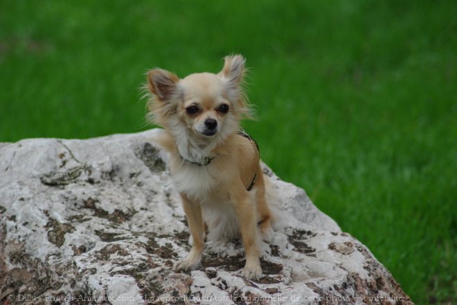 Photo de Chihuahua  poil long