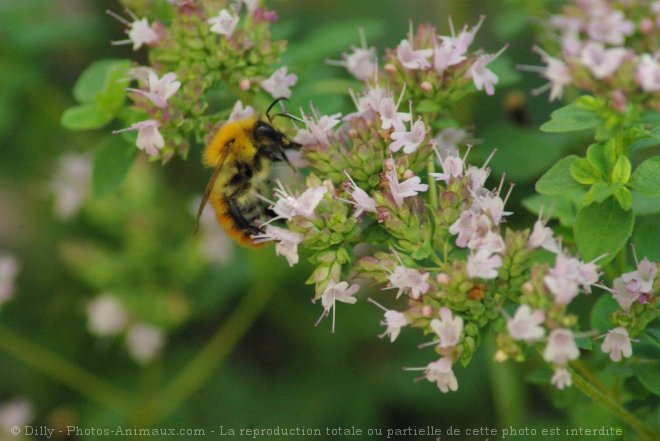 Photo d'Abeille