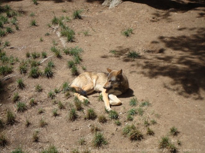 Photo de Loup