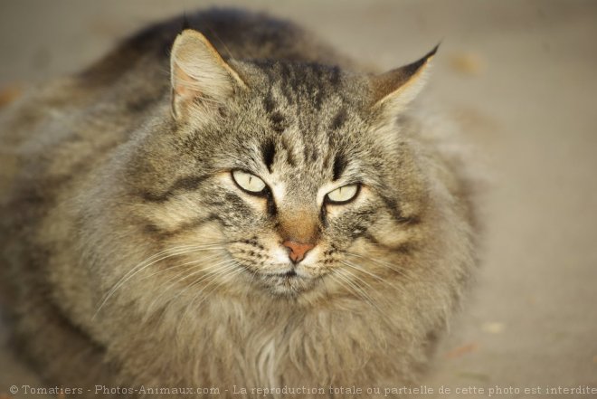 Photo de Maine coon