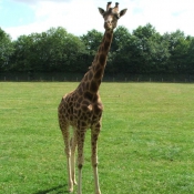 Photo de Girafe