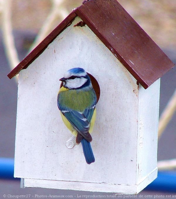 Photo de Msange bleue