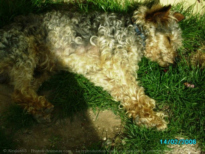 Photo de Fox terrier  poil lisse