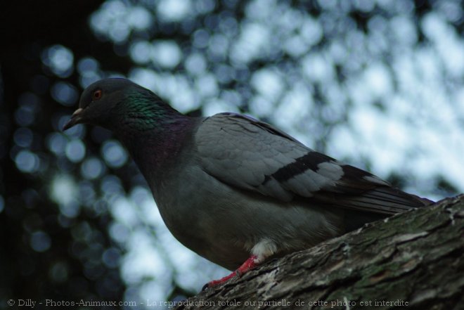 Photo de Pigeon