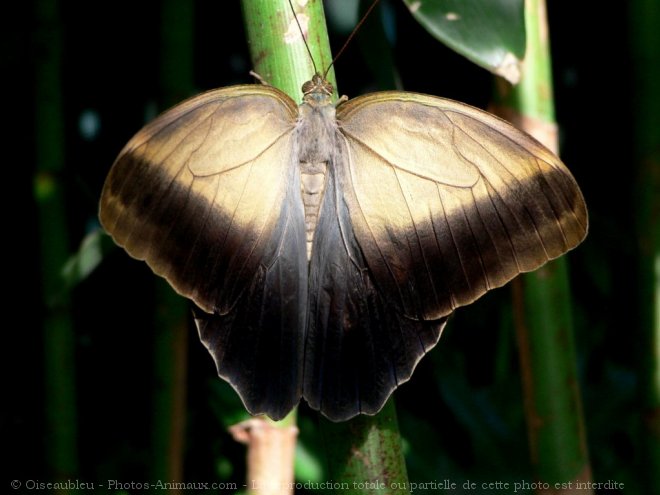 Photo de Papillon