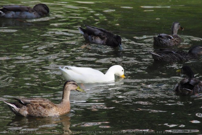 Photo de Canard colvert