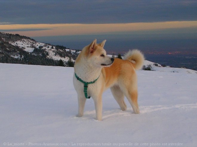 Photo d'Akita inu