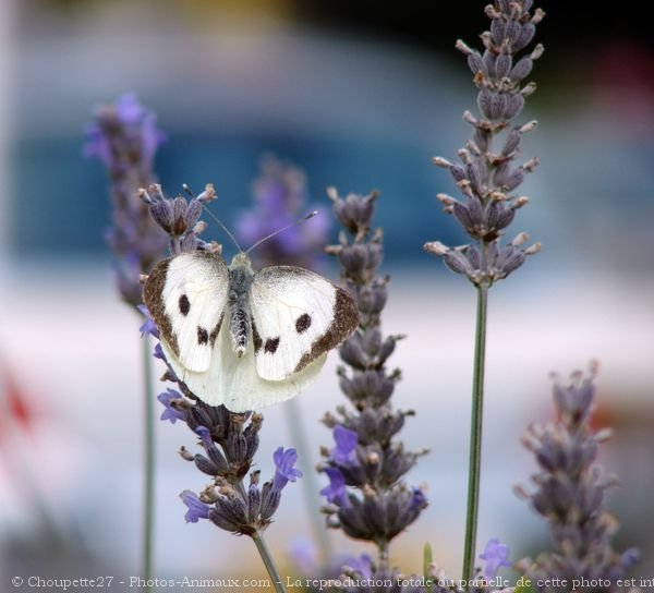 Photo de Papillon