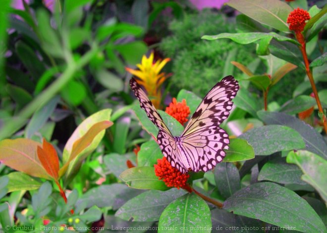 Photo de Papillon