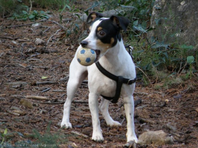 Photo de Jack russell terrier