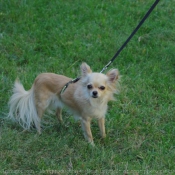 Photo de Chihuahua  poil long