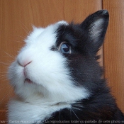 Photo de Lapin