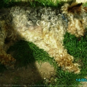 Photo de Fox terrier  poil lisse