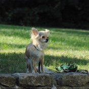 Photo de Chihuahua  poil long