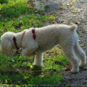 Photo de Caniche moyen