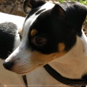 Photo de Jack russell terrier