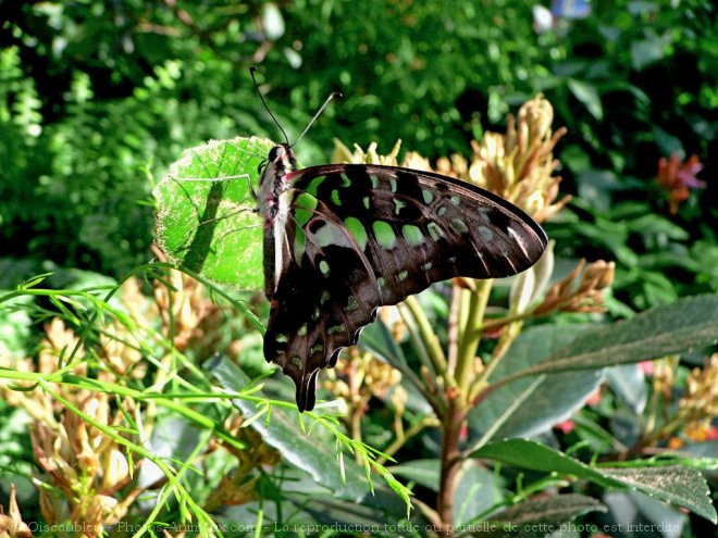 Photo de Papillon