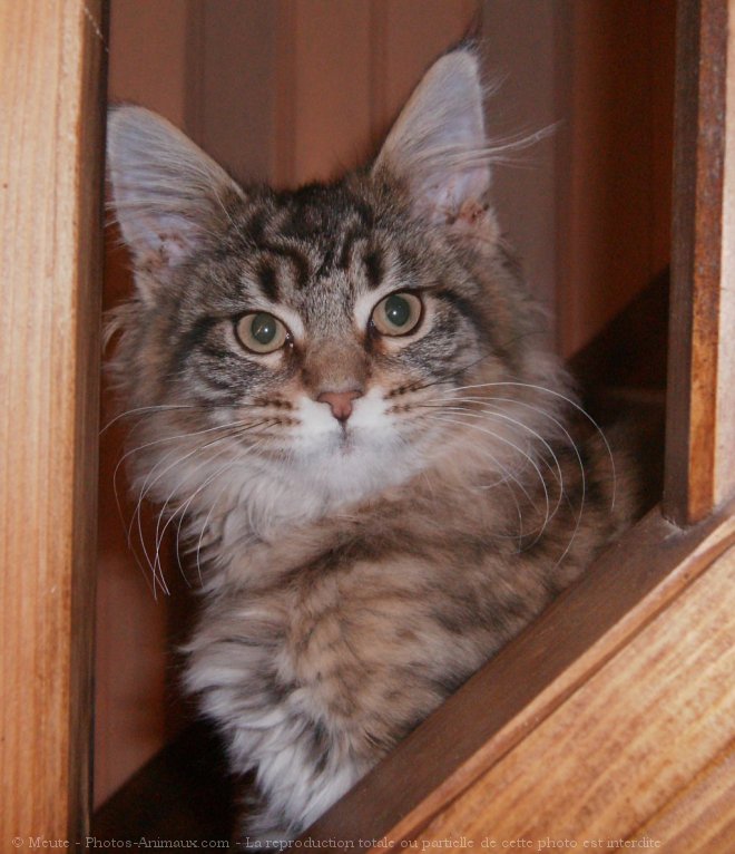 Photo de Maine coon