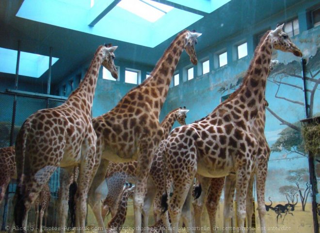 Photo de Girafe