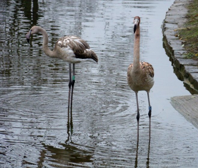 Photo de Flamand rose