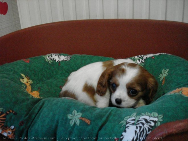 Photo de Cavalier king charles spaniel