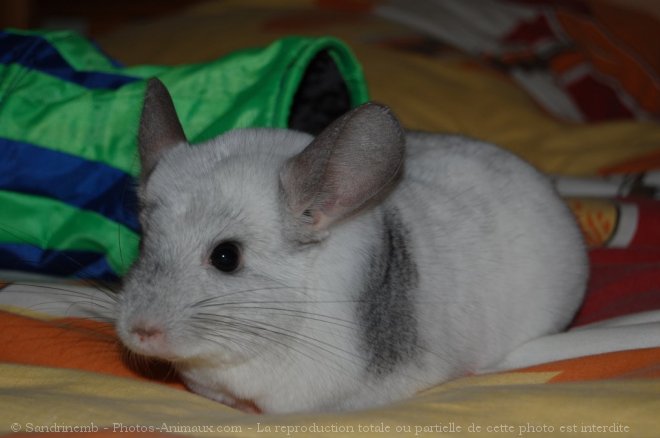 Photo de Chinchilla