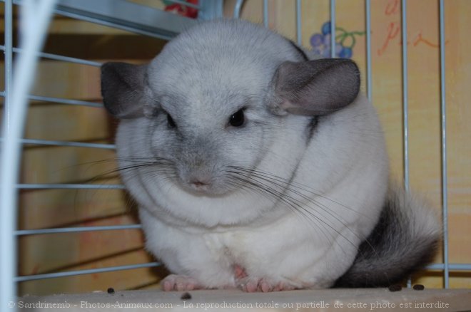 Photo de Chinchilla