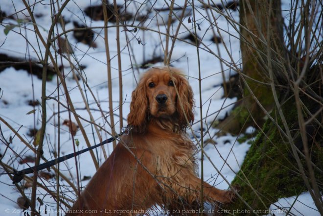 Photo de Cocker anglais