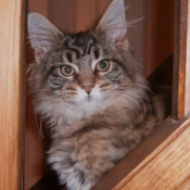 Photo de Maine coon