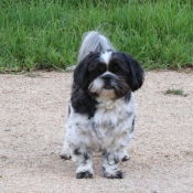 Photo de Shih tzu