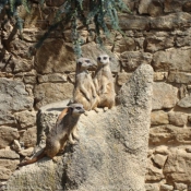 Photo de Suricate