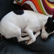 Photo de Jack russell terrier