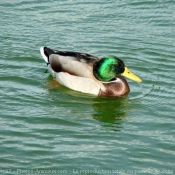 Photo de Canard colvert