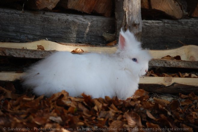 Photo de Lapin