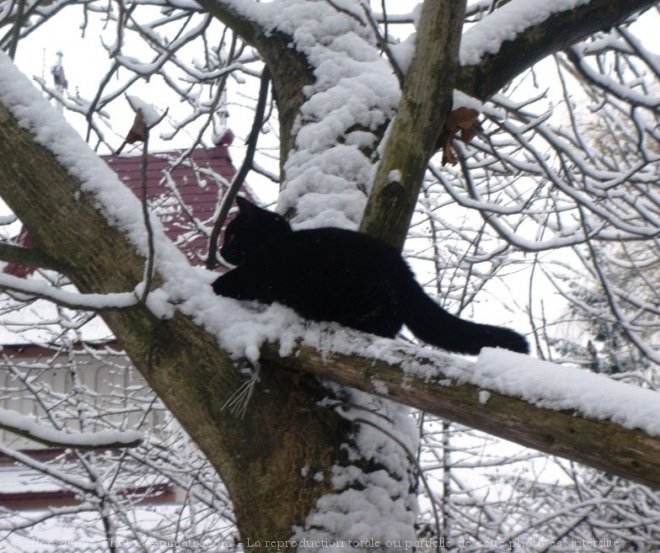 Photo de Chat domestique