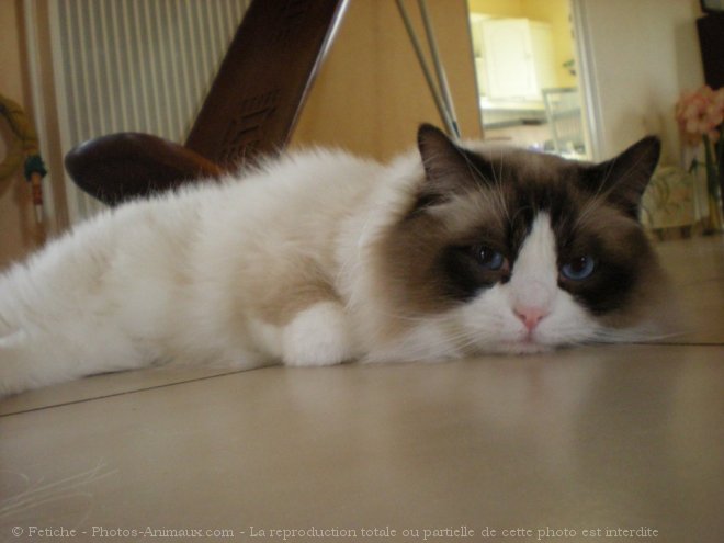 Photo de Ragdoll