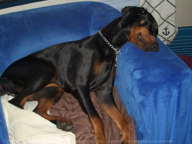 Photo de Dobermann