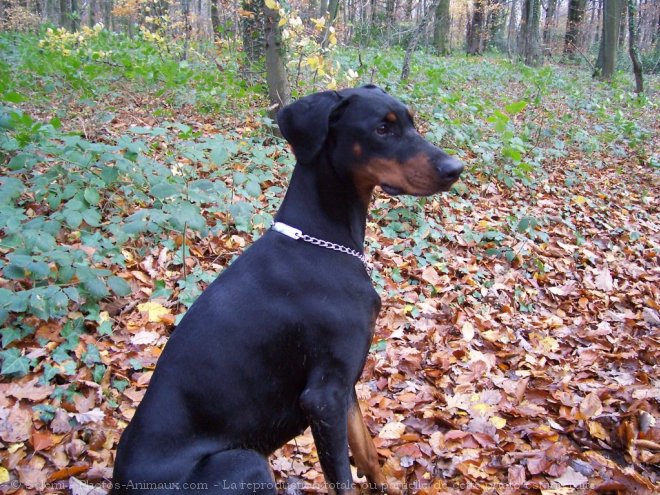 Photo de Dobermann