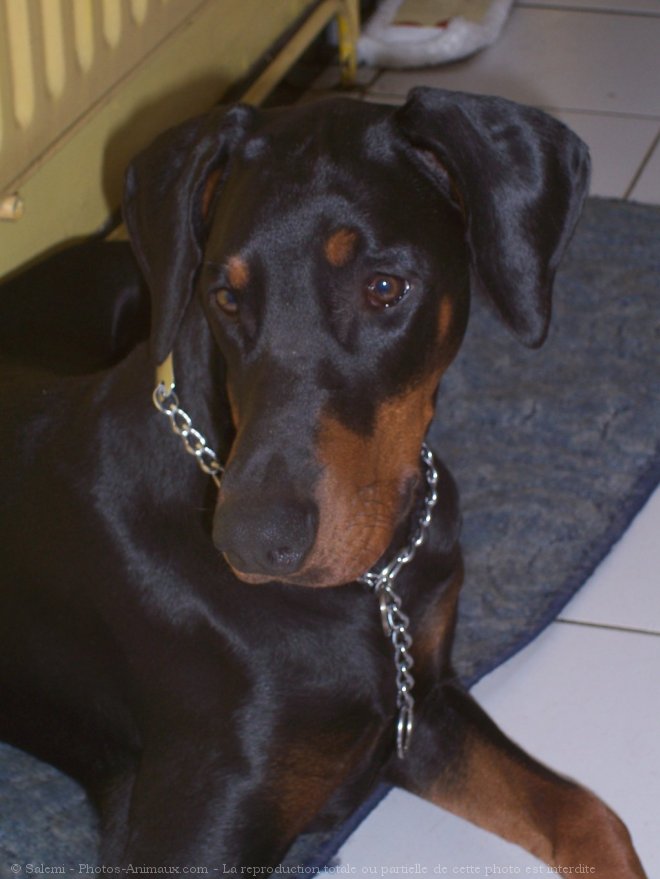 Photo de Dobermann