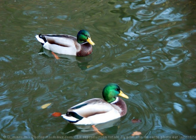 Photo de Canard colvert