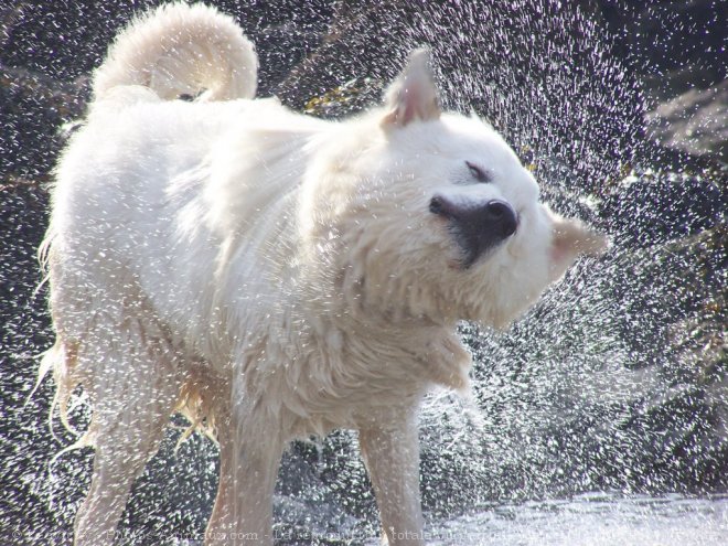 Photo de Chien de montagne des pyrnes