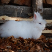 Photo de Lapin