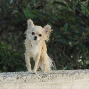 Photo de Chihuahua  poil long